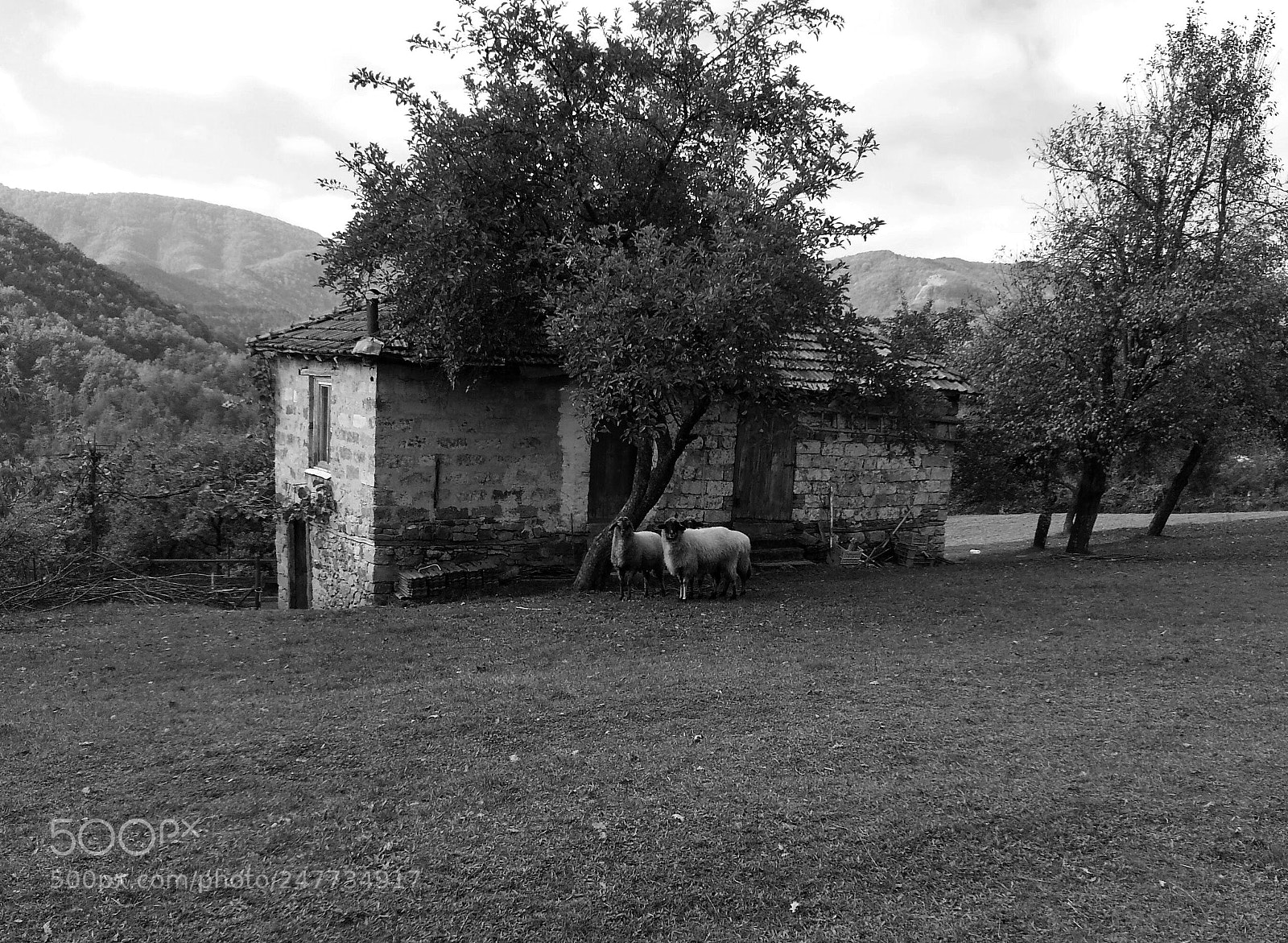 Samsung Galaxy S3 sample photo. Untitled photography