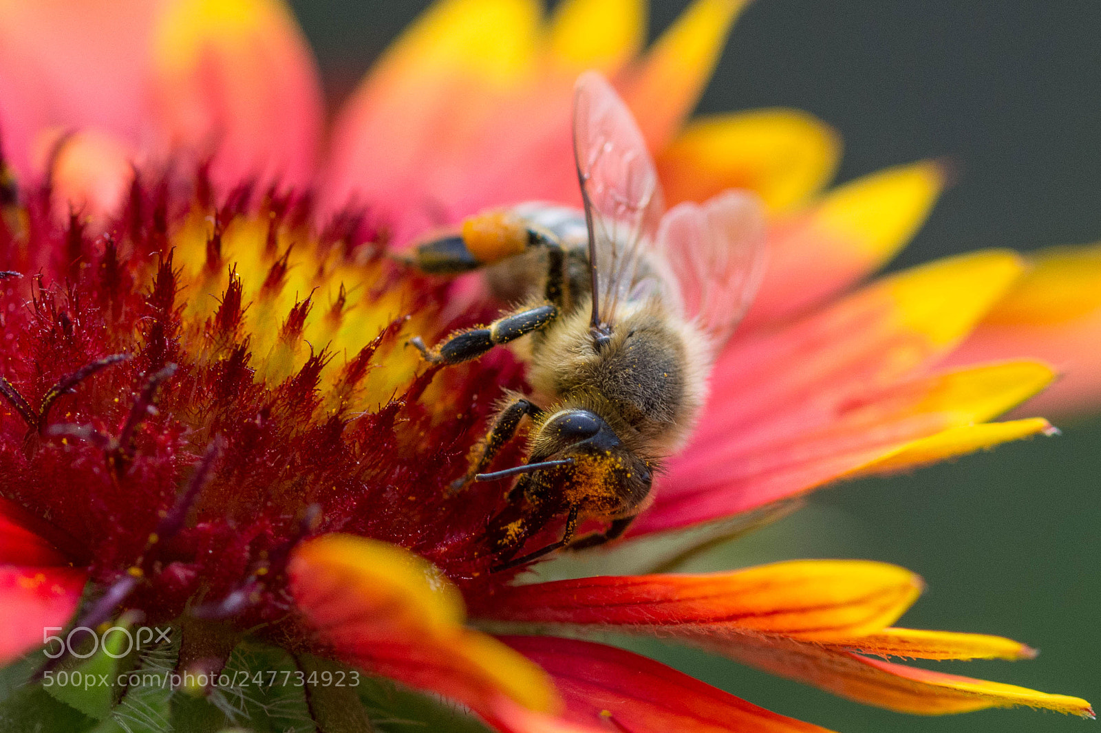 Nikon D7200 sample photo. Bee photography
