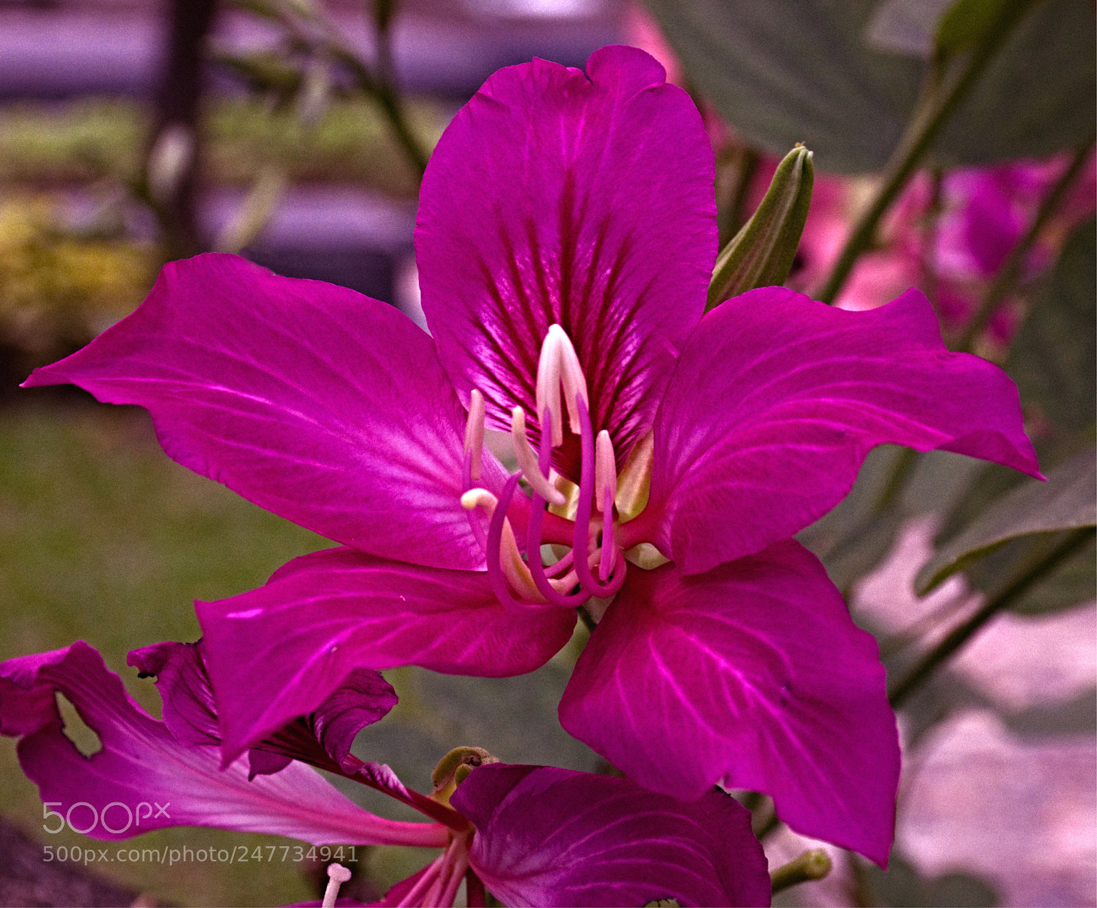 Nikon D7200 sample photo. Erawan museum flower photography