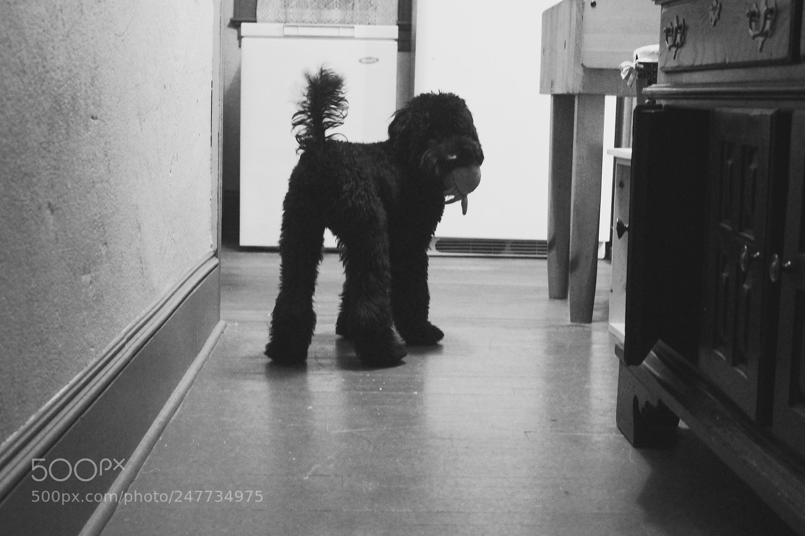 Canon EOS 1200D (EOS Rebel T5 / EOS Kiss X70 / EOS Hi) sample photo. Hunter the keridoodle photography