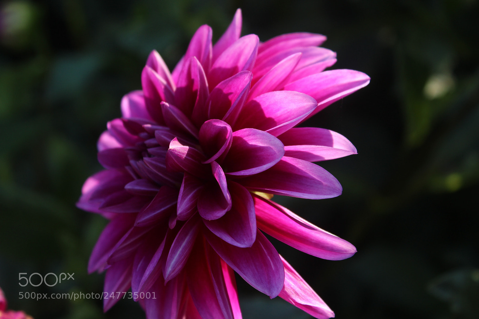Canon EOS 1200D (EOS Rebel T5 / EOS Kiss X70 / EOS Hi) sample photo. Articulate angles photography