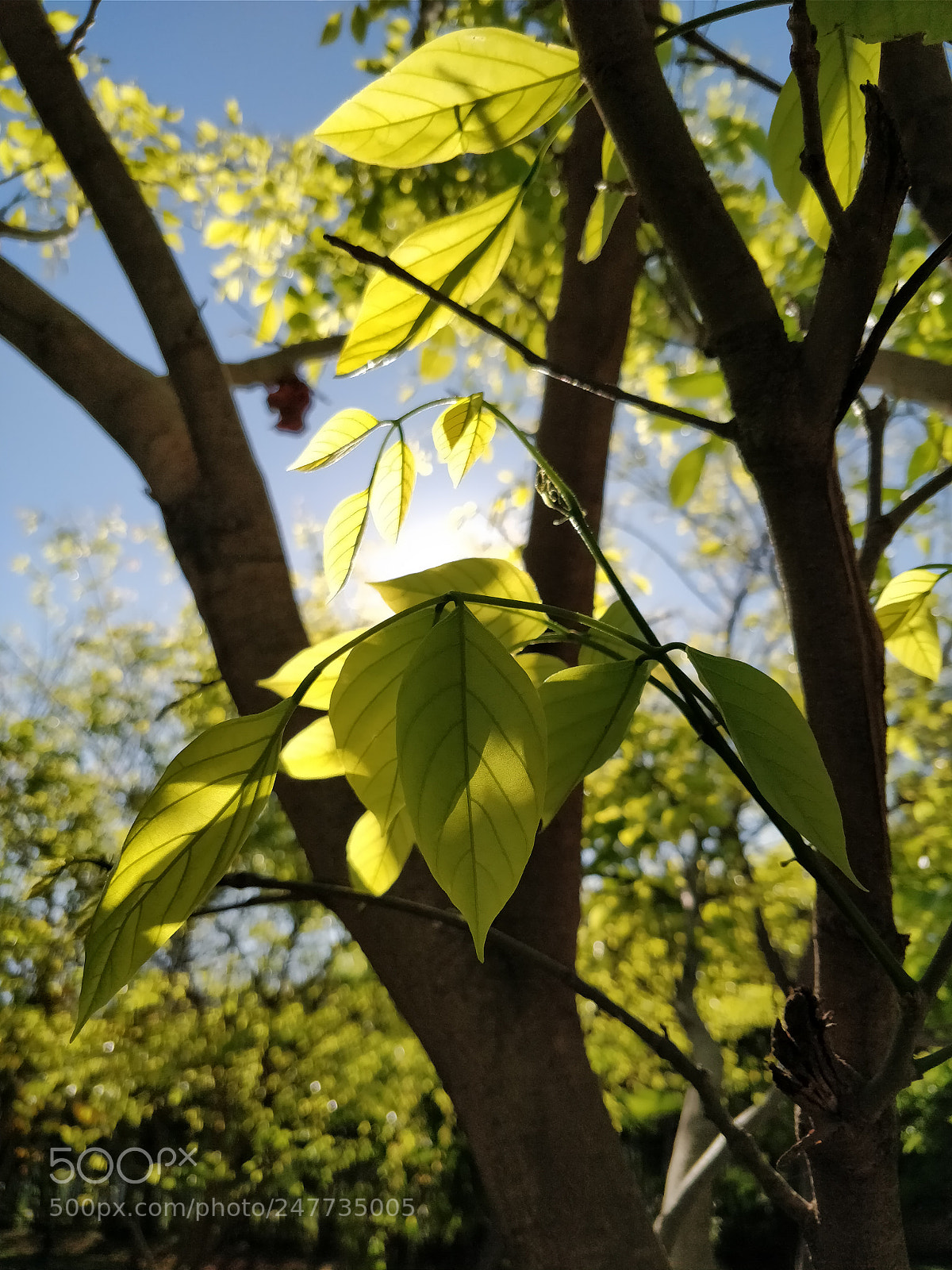 OnePlus 5T sample photo. Untitled photography