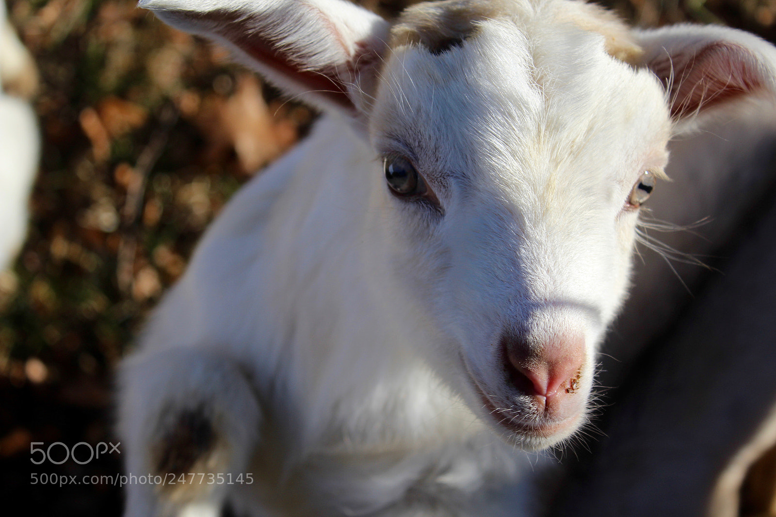 Canon EOS 1200D (EOS Rebel T5 / EOS Kiss X70 / EOS Hi) sample photo. Baby goat photography
