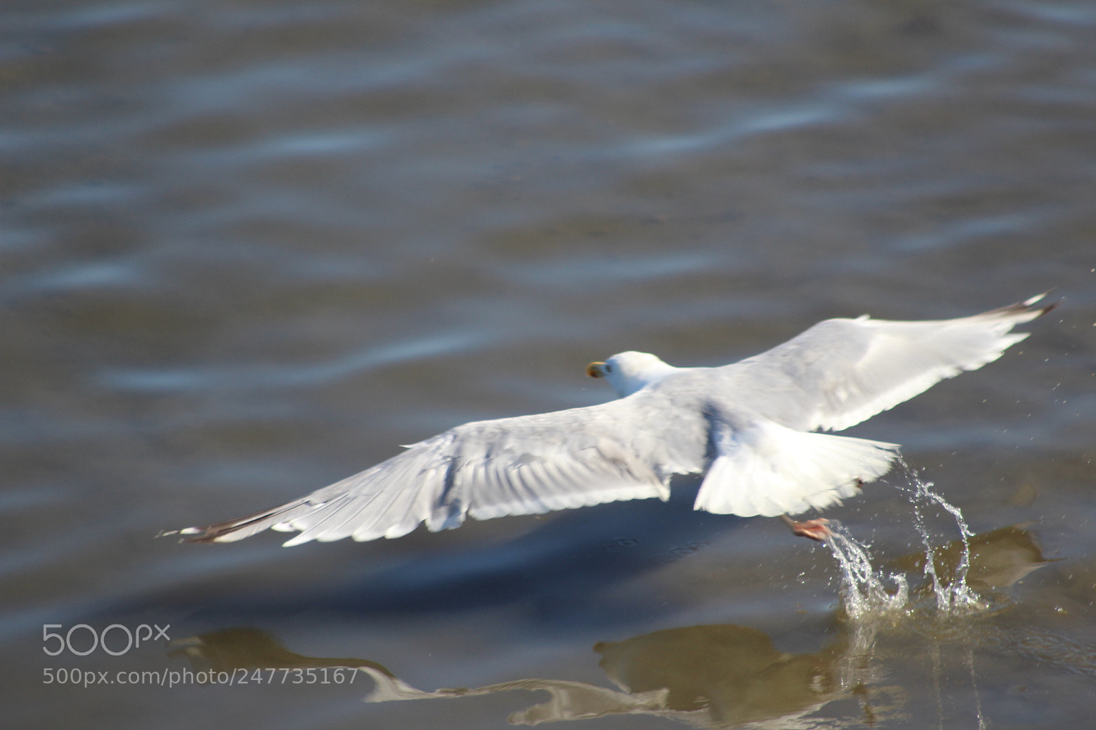 Canon EOS 1200D (EOS Rebel T5 / EOS Kiss X70 / EOS Hi) sample photo. Taking flight photography