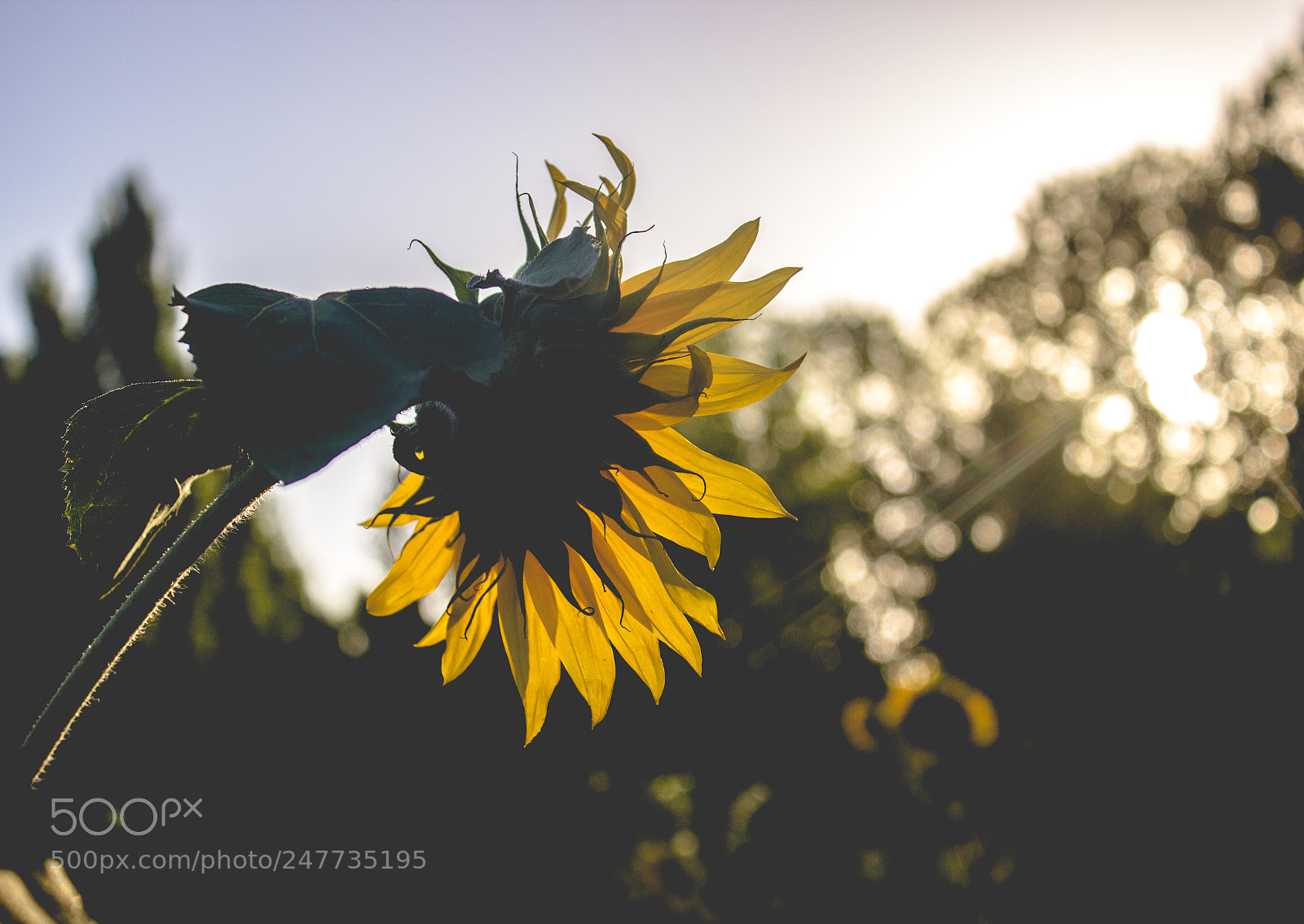 Canon EOS 600D (Rebel EOS T3i / EOS Kiss X5) sample photo. Maravilla photography