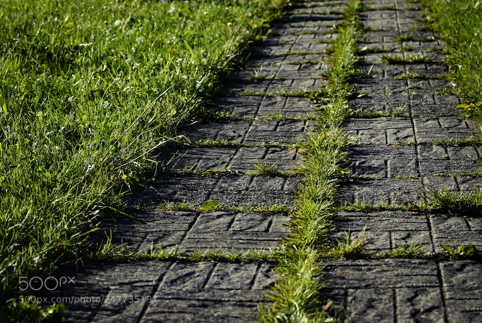 Nikon D5500 sample photo. Concrete pavement on green photography