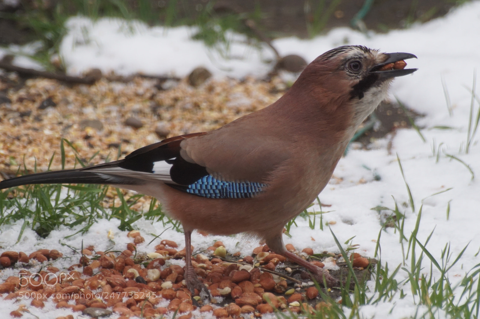 Sony a6500 sample photo. Jay snow feeding photography
