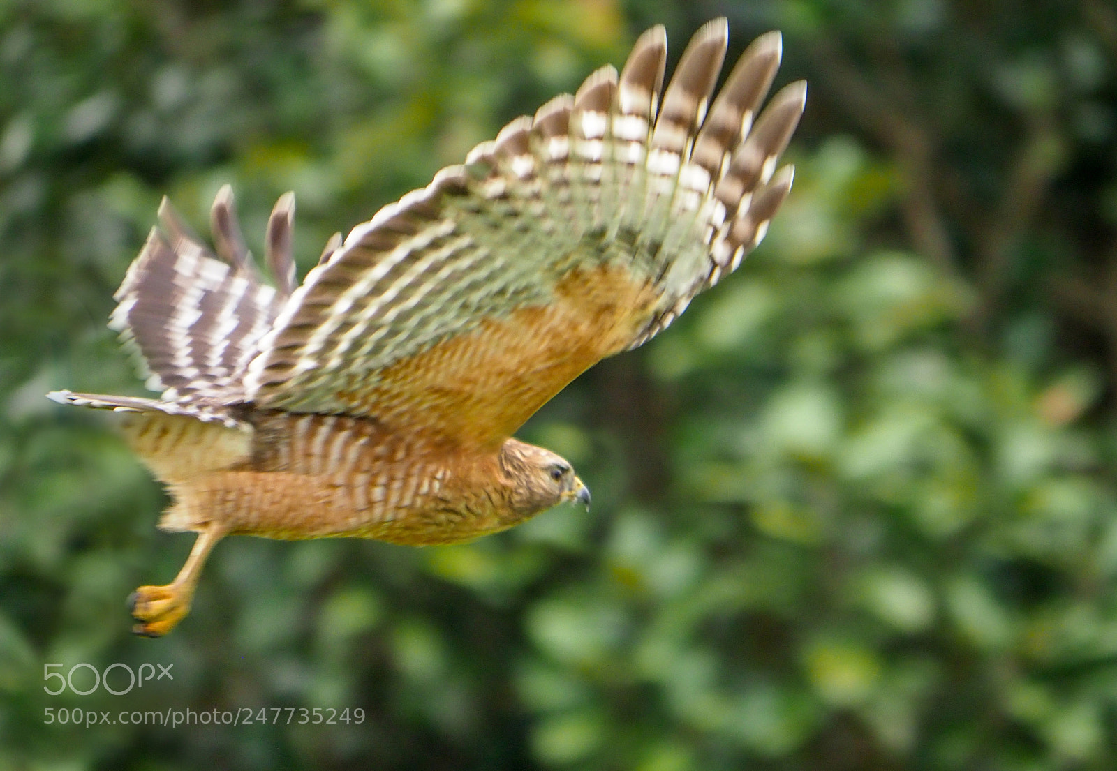 Olympus OM-D E-M1 Mark II sample photo. Hawk in flight photography
