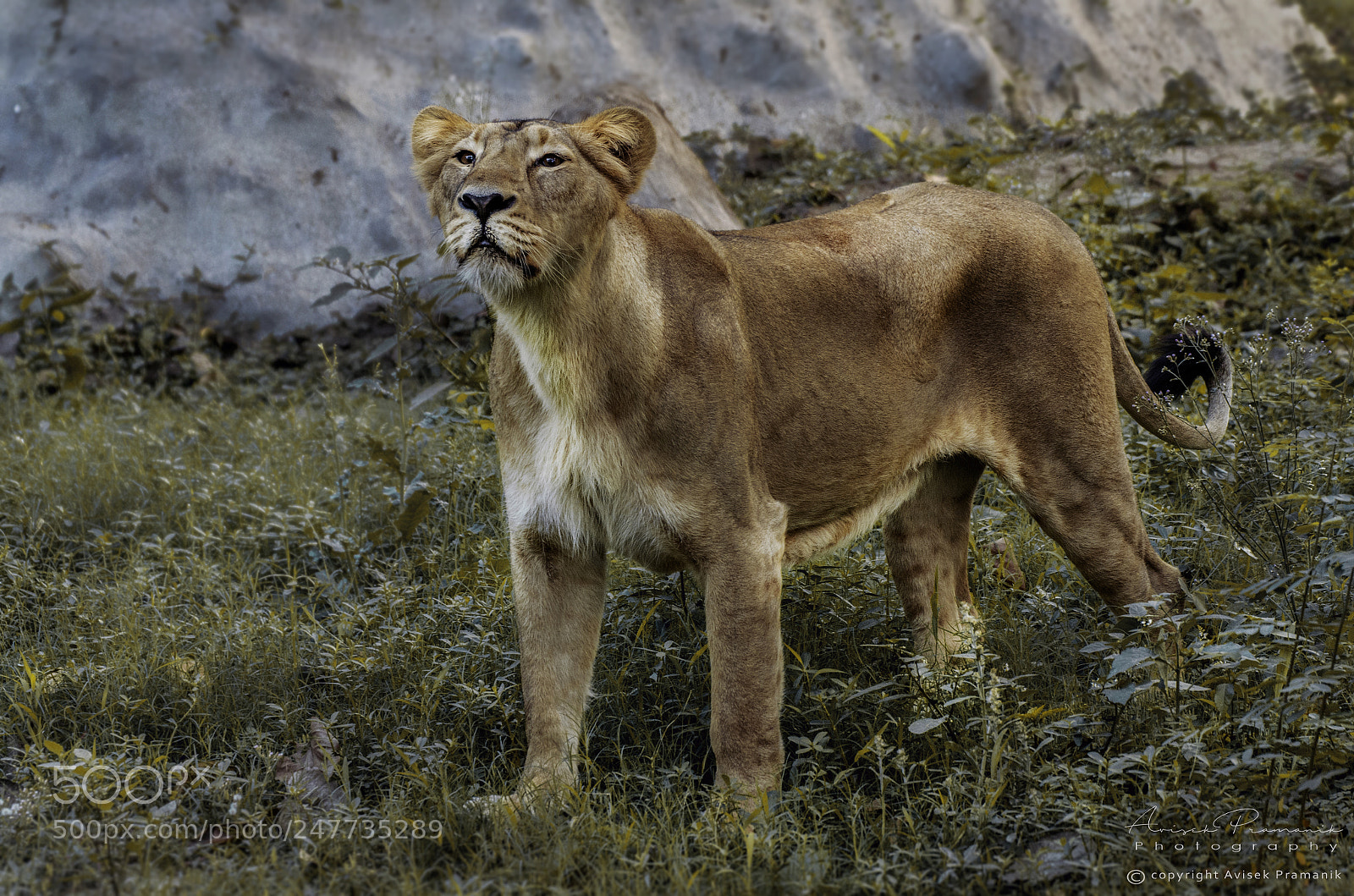 Nikon D5100 sample photo. Asiatic lion photography