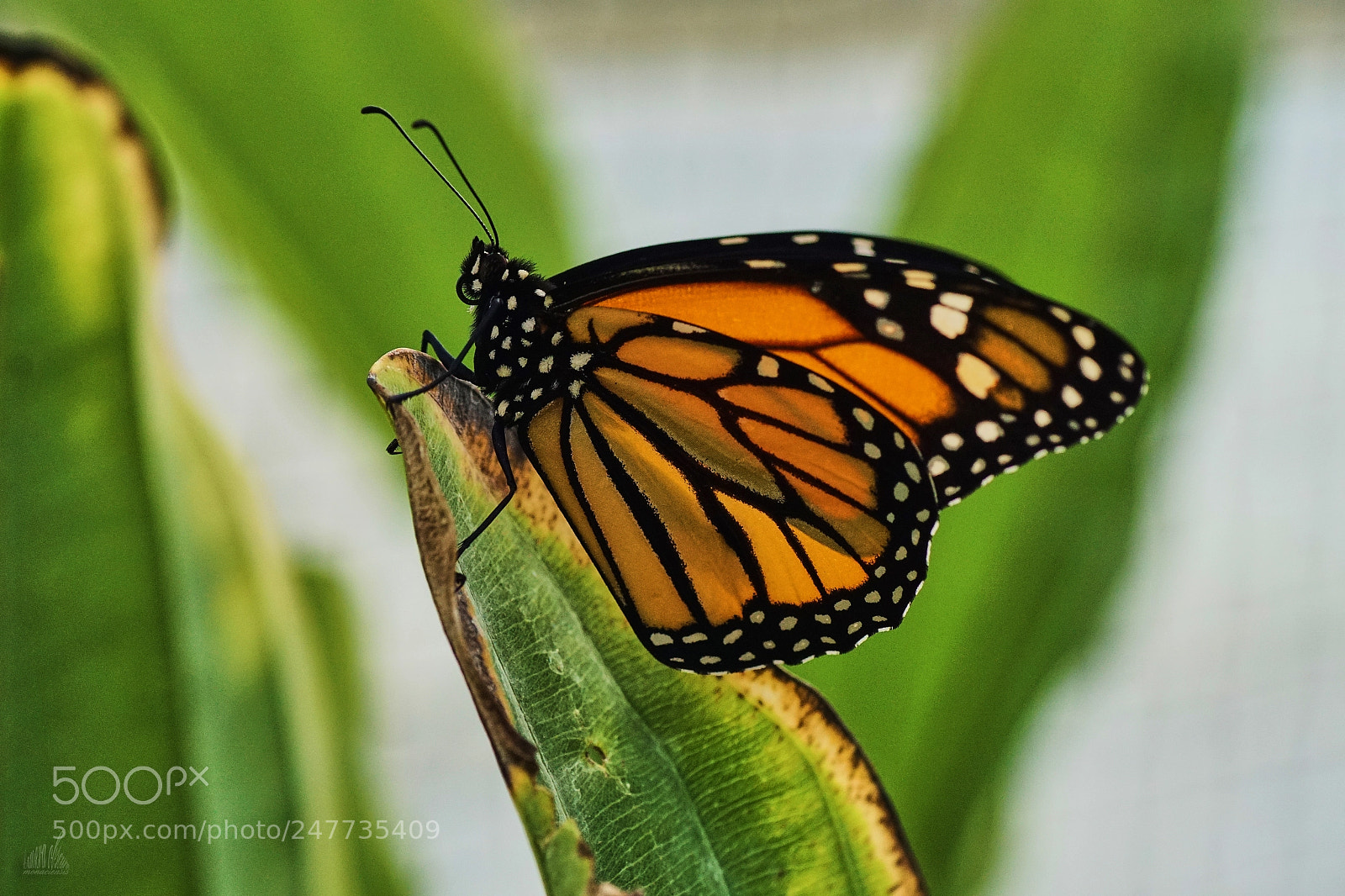 Sony ILCA-77M2 sample photo. Rider on the leaf photography