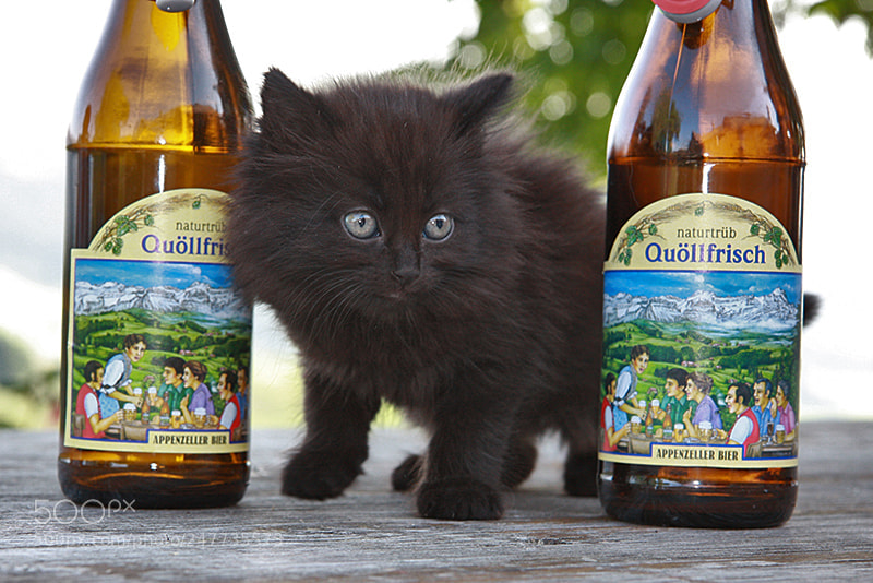 Canon EOS 40D sample photo. Appenzeller bier photography