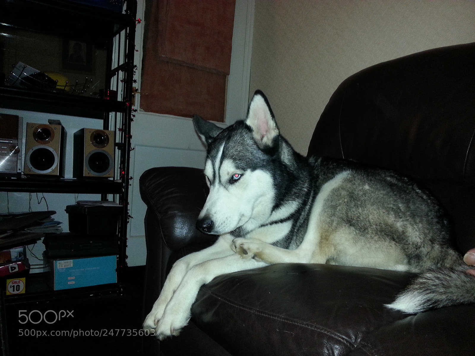 Samsung Galaxy S3 sample photo. Zala. siberian husky photography