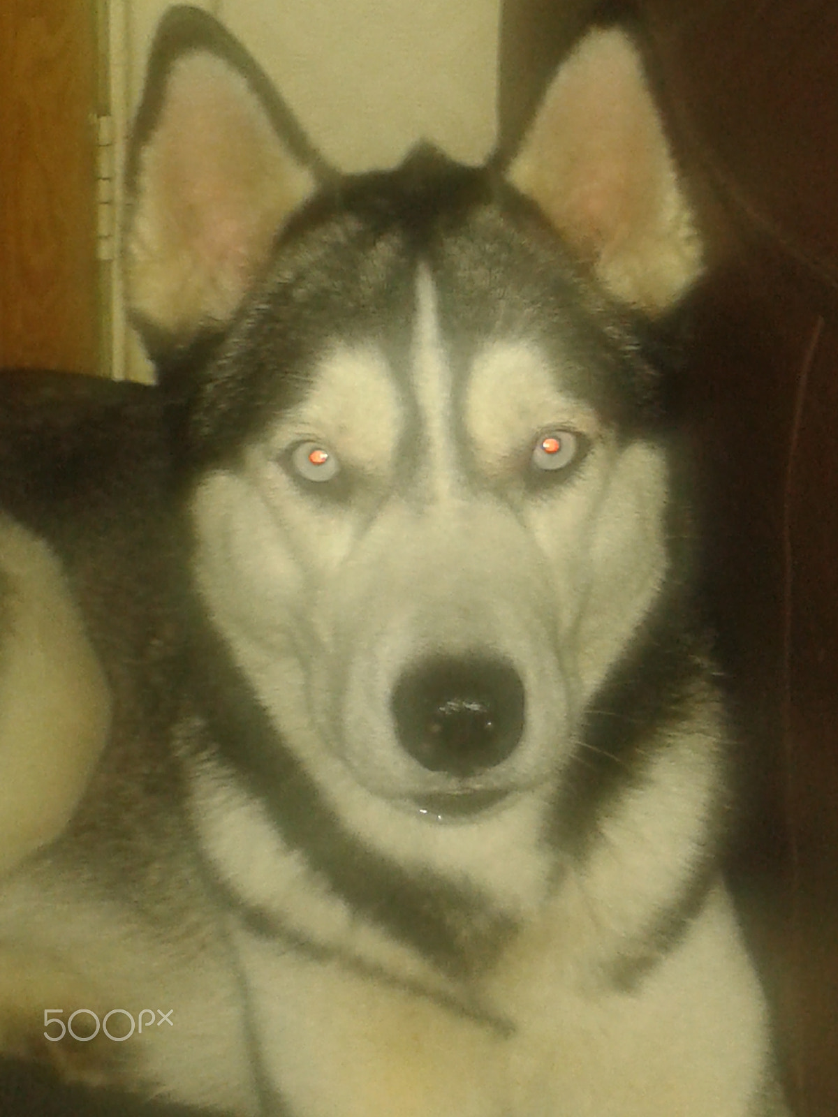 Samsung Galaxy S3 Mini sample photo. Zala. siberian husky photography