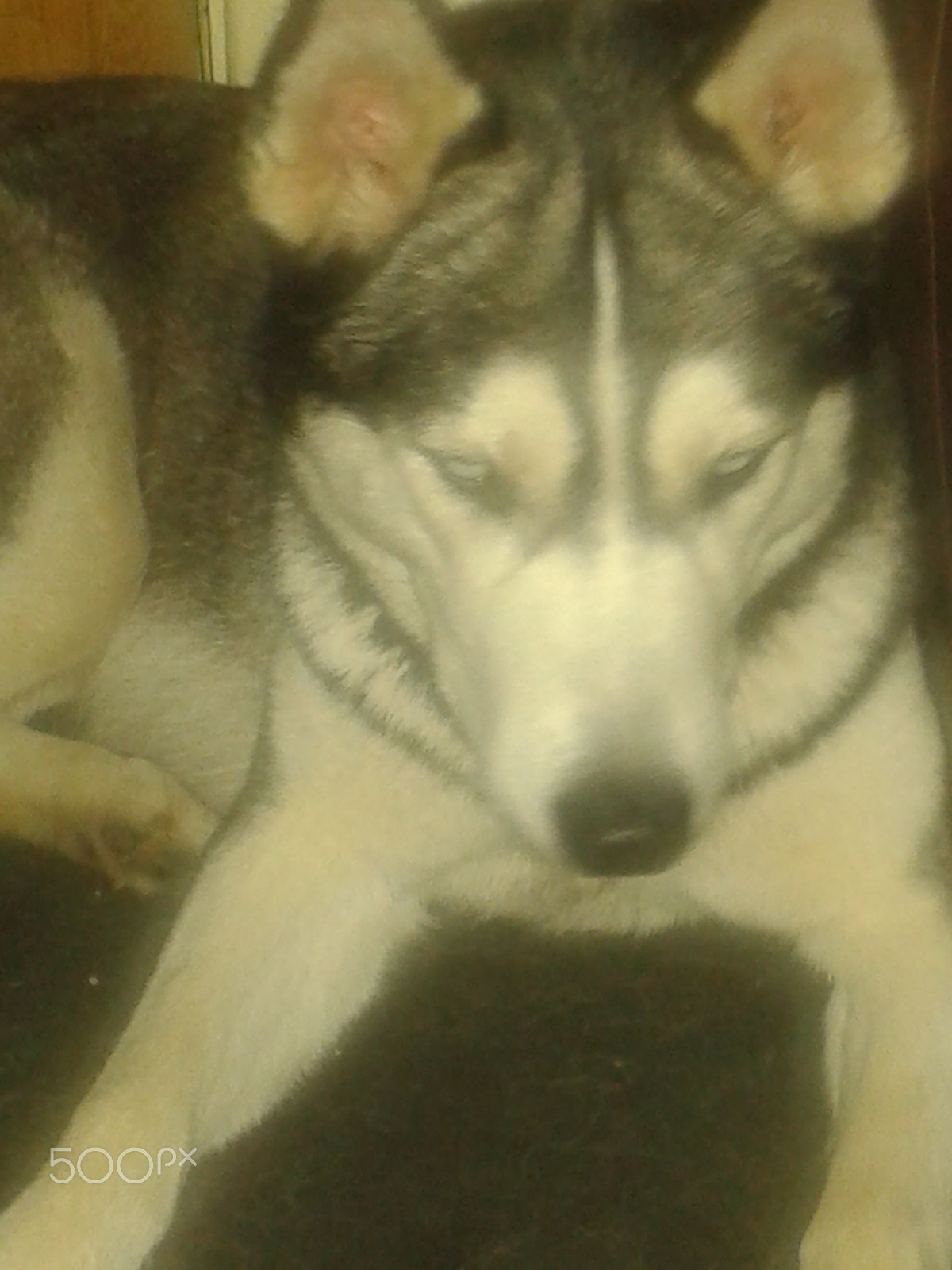 Samsung Galaxy S3 Mini sample photo. Zala. siberian husky photography