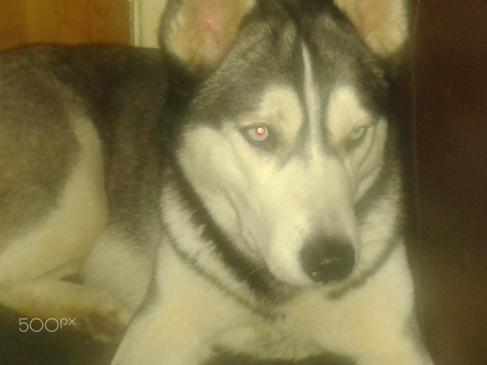 Samsung Galaxy S3 Mini sample photo. Zala. siberian husky photography