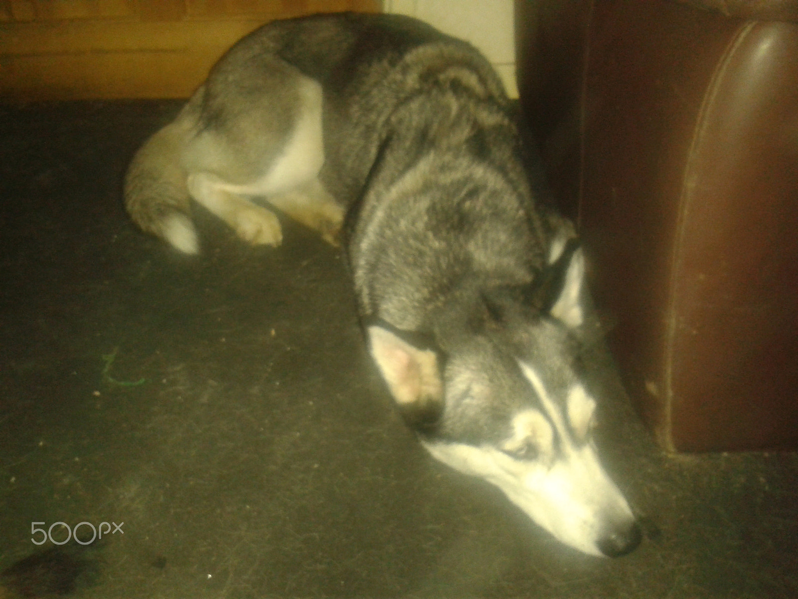 Samsung Galaxy S3 Mini sample photo. Zala. siberian husky photography