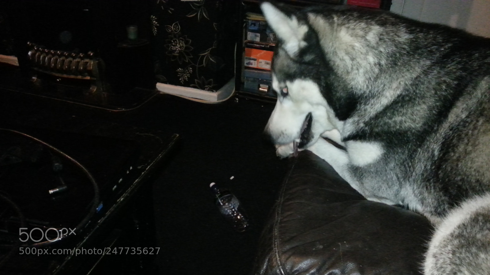 Samsung Galaxy S3 sample photo. Zala. siberian husky photography