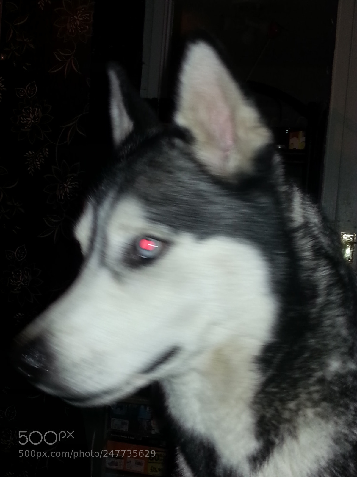 Samsung Galaxy S3 sample photo. Zala. siberian husky photography