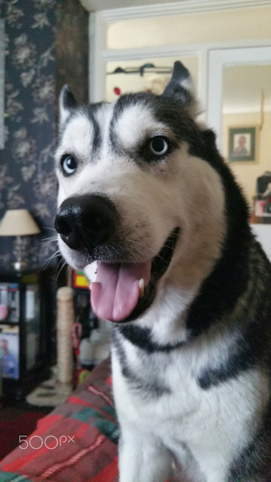 Samsung Galaxy S5 LTE-A sample photo. Zala. siberian husky photography