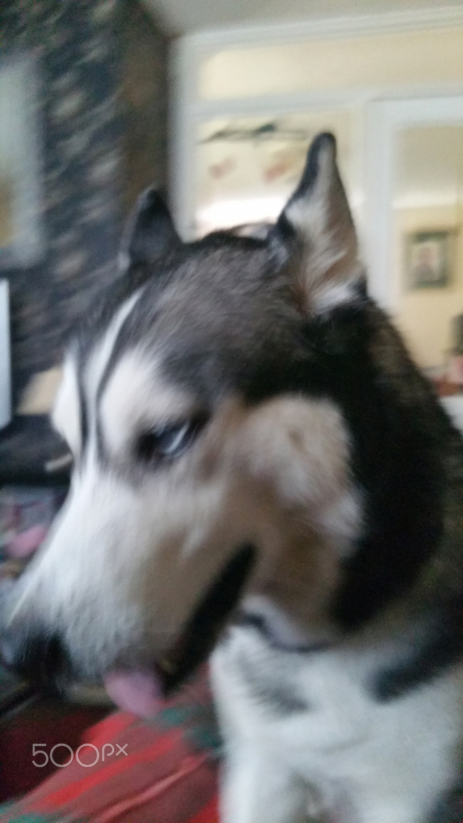 Samsung Galaxy S5 LTE-A sample photo. Zala. siberian husky photography