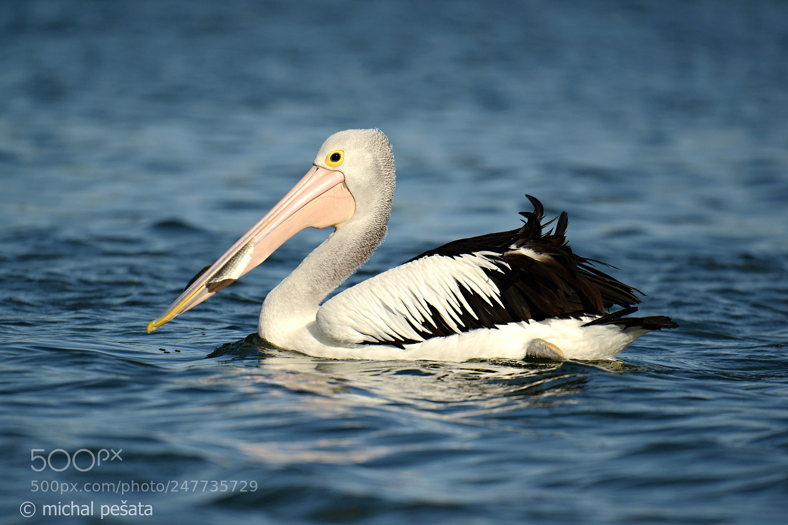 Nikon D800E sample photo. The australian pelican pelecanus photography