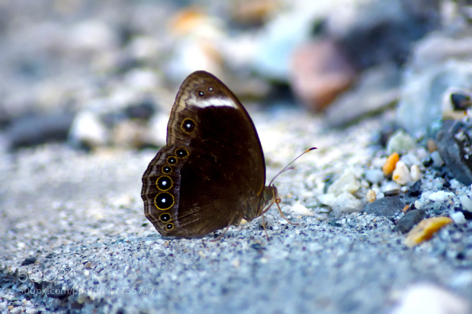 Nikon D7200 sample photo. Indo-china white-bar bushbrown photography