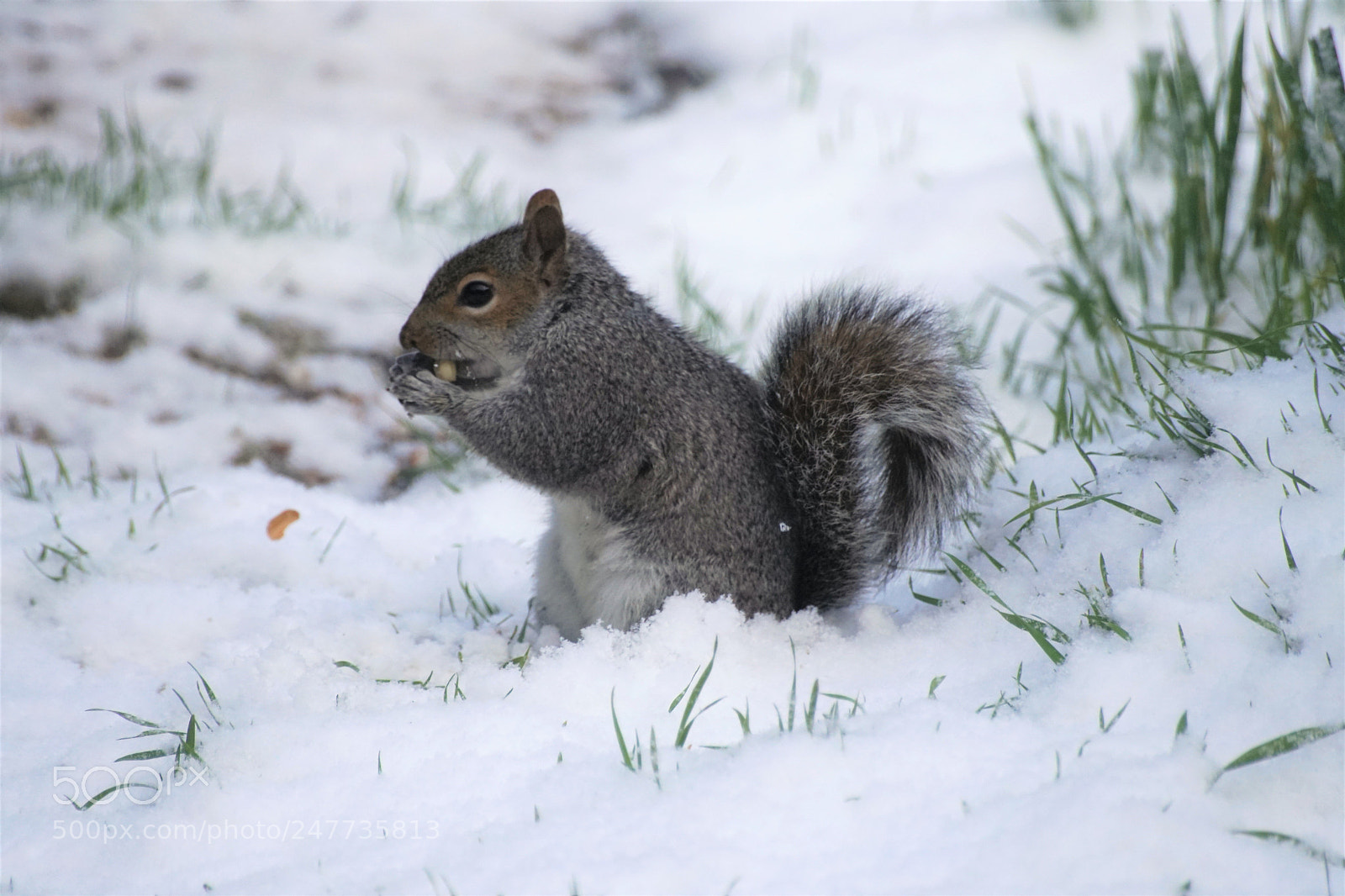 Sony a6500 sample photo. Nuts in the snow photography