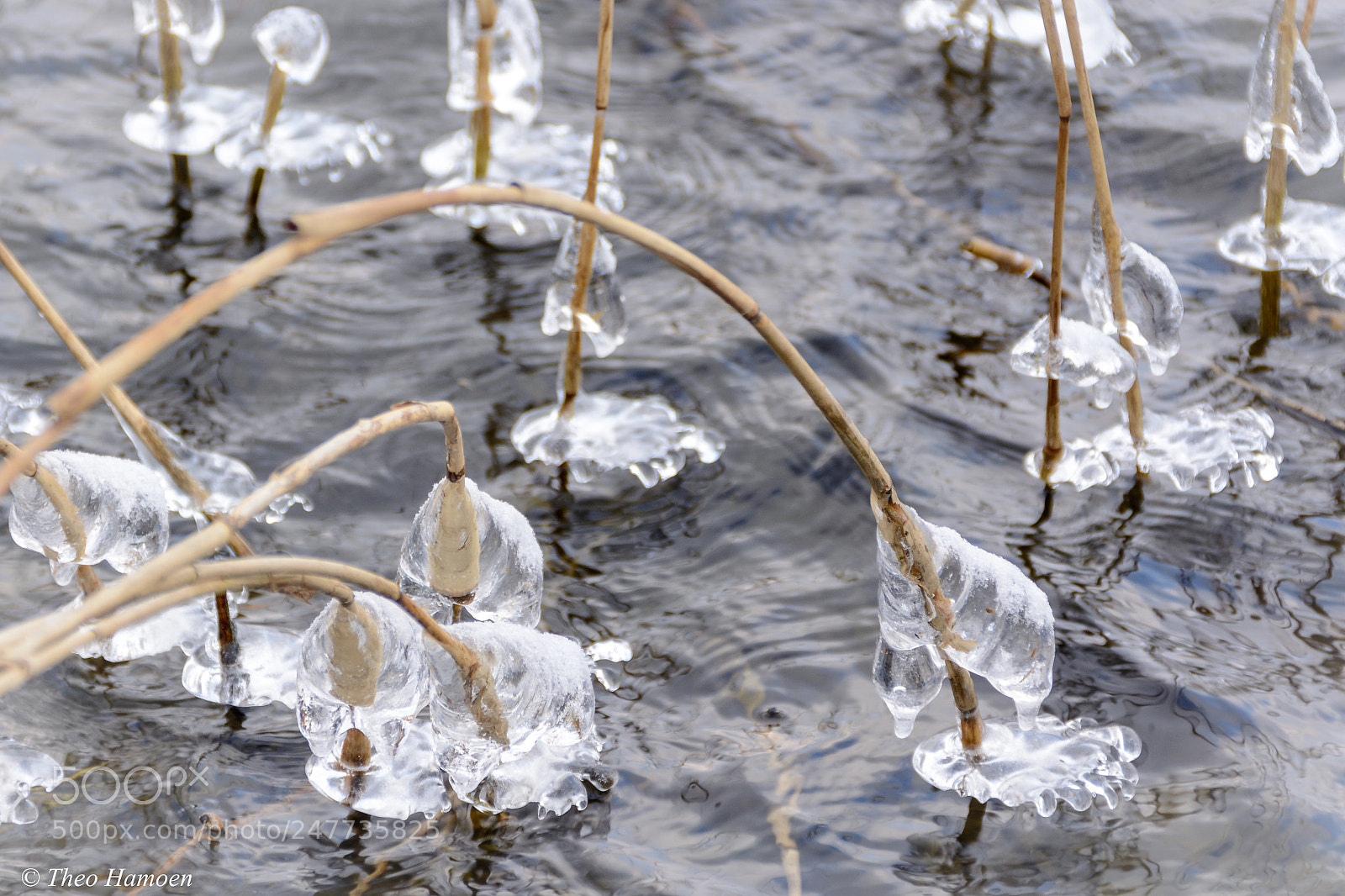 Nikon D7100 sample photo. Frozen photography