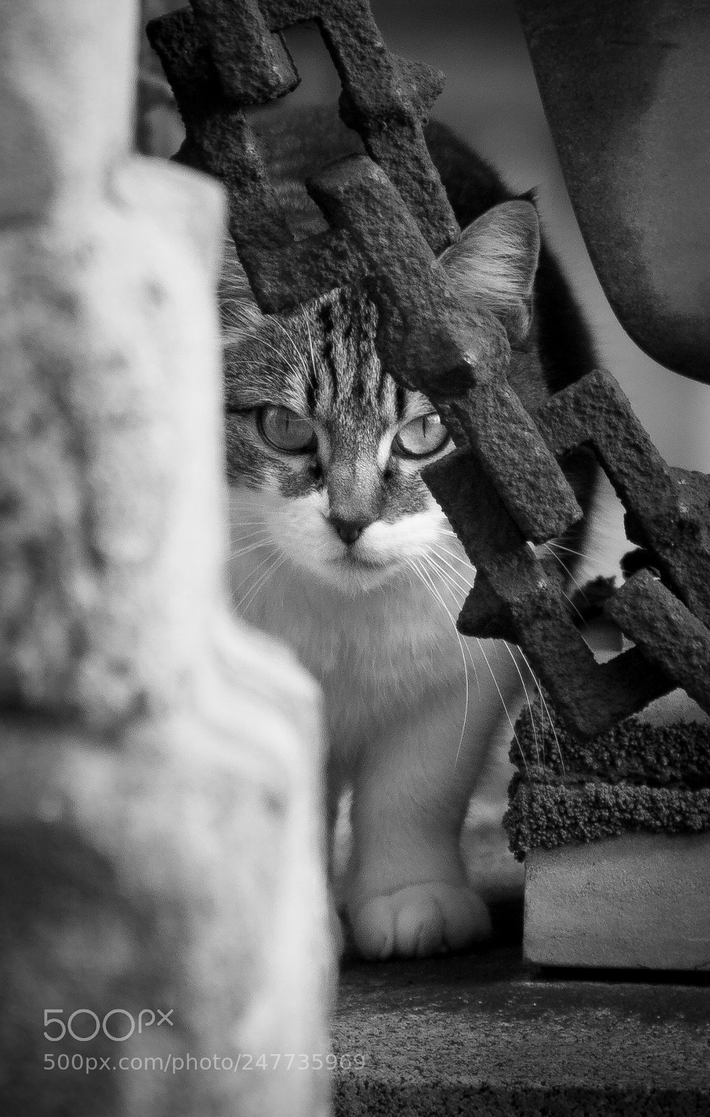 Canon EOS 350D (EOS Digital Rebel XT / EOS Kiss Digital N) sample photo. Cemetery cat #3 photography