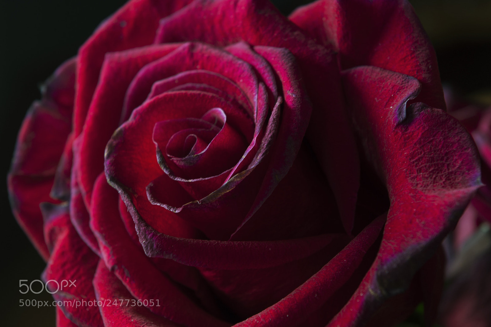 Pentax K200D sample photo. Fading rose photography