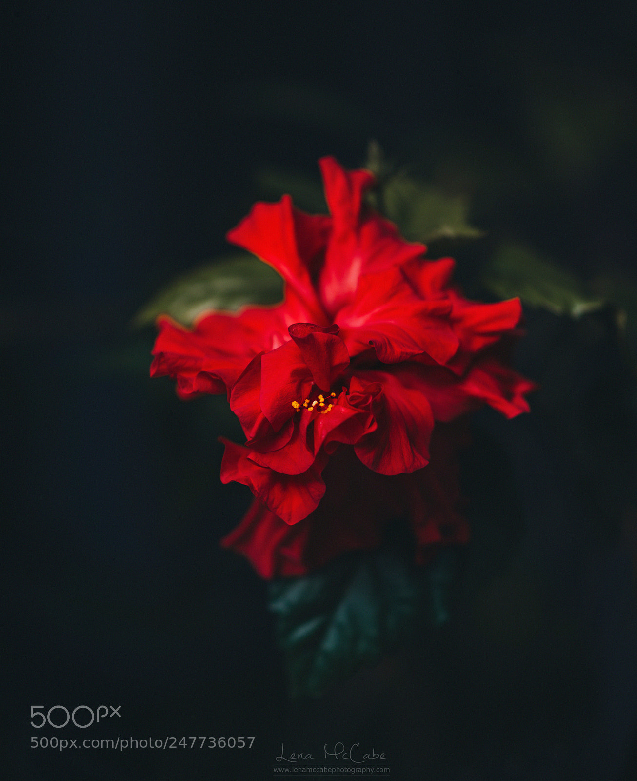 Nikon D800 sample photo. Flowers are our greatest photography