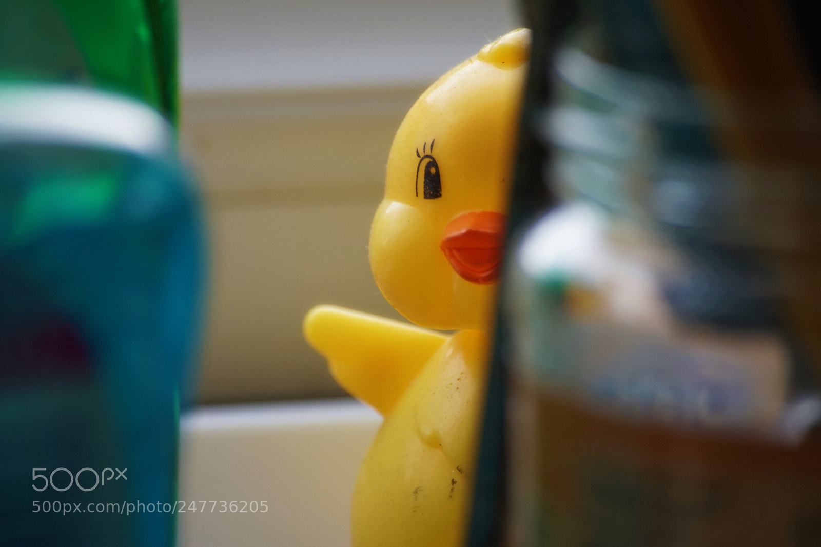 Sony a6500 sample photo. Shy a up me photography