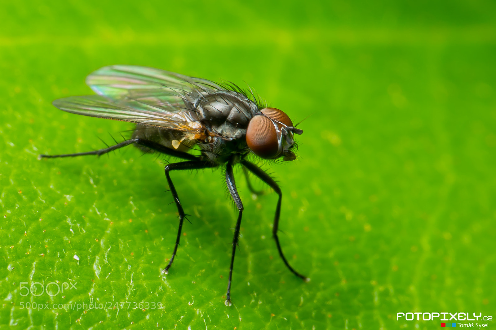 Nikon D600 sample photo. Makro / macro photography