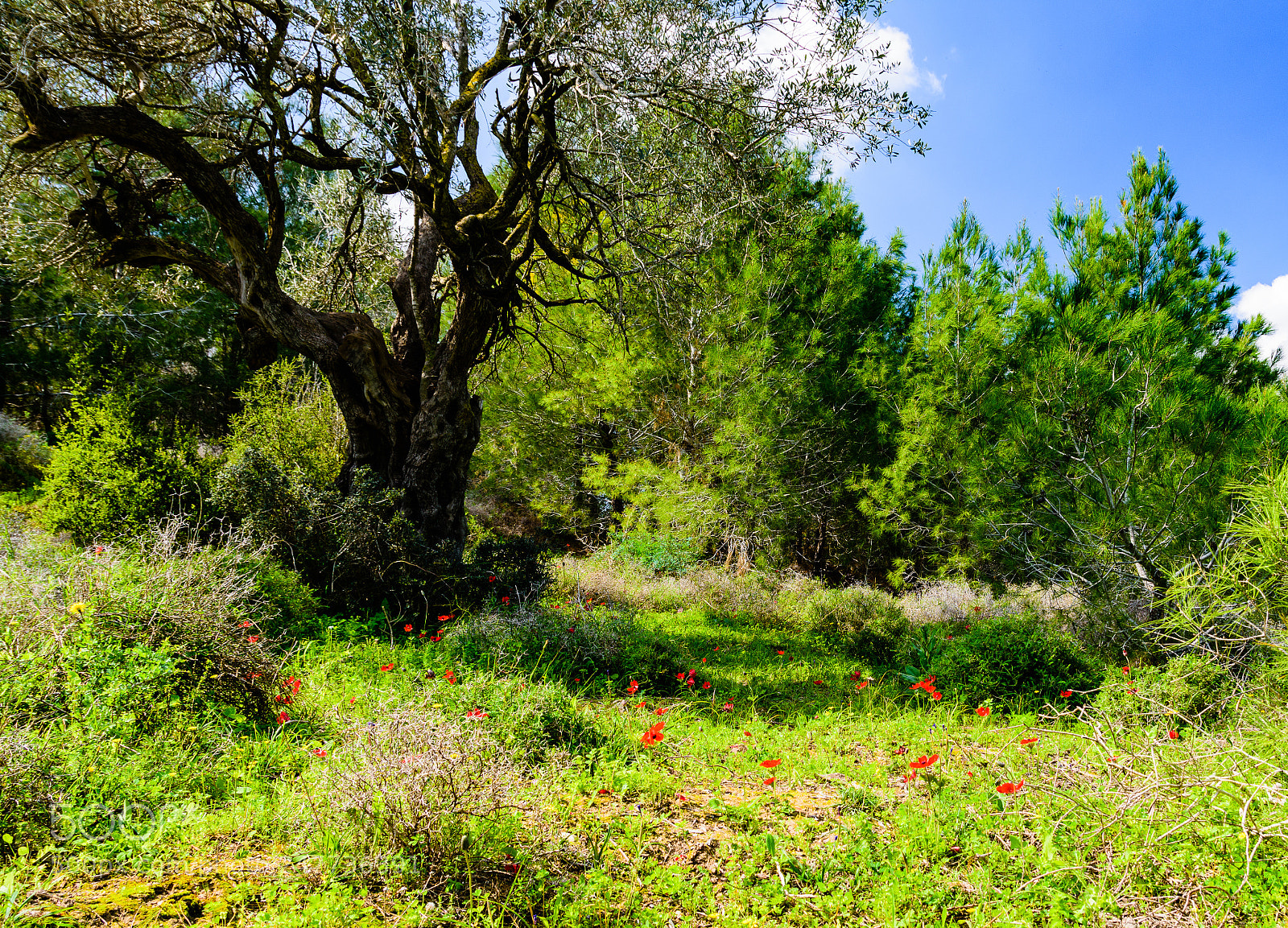 Nikon D7200 sample photo. Spring at forest photography