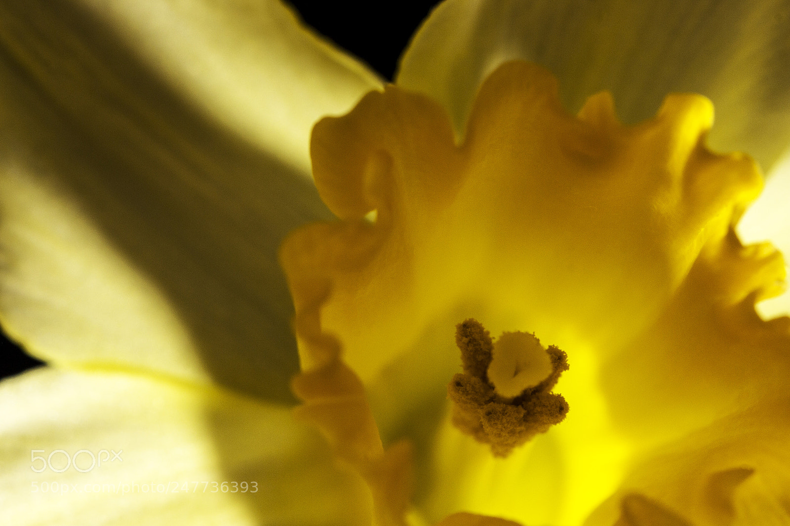 Canon EOS 700D (EOS Rebel T5i / EOS Kiss X7i) sample photo. Daffodil photography