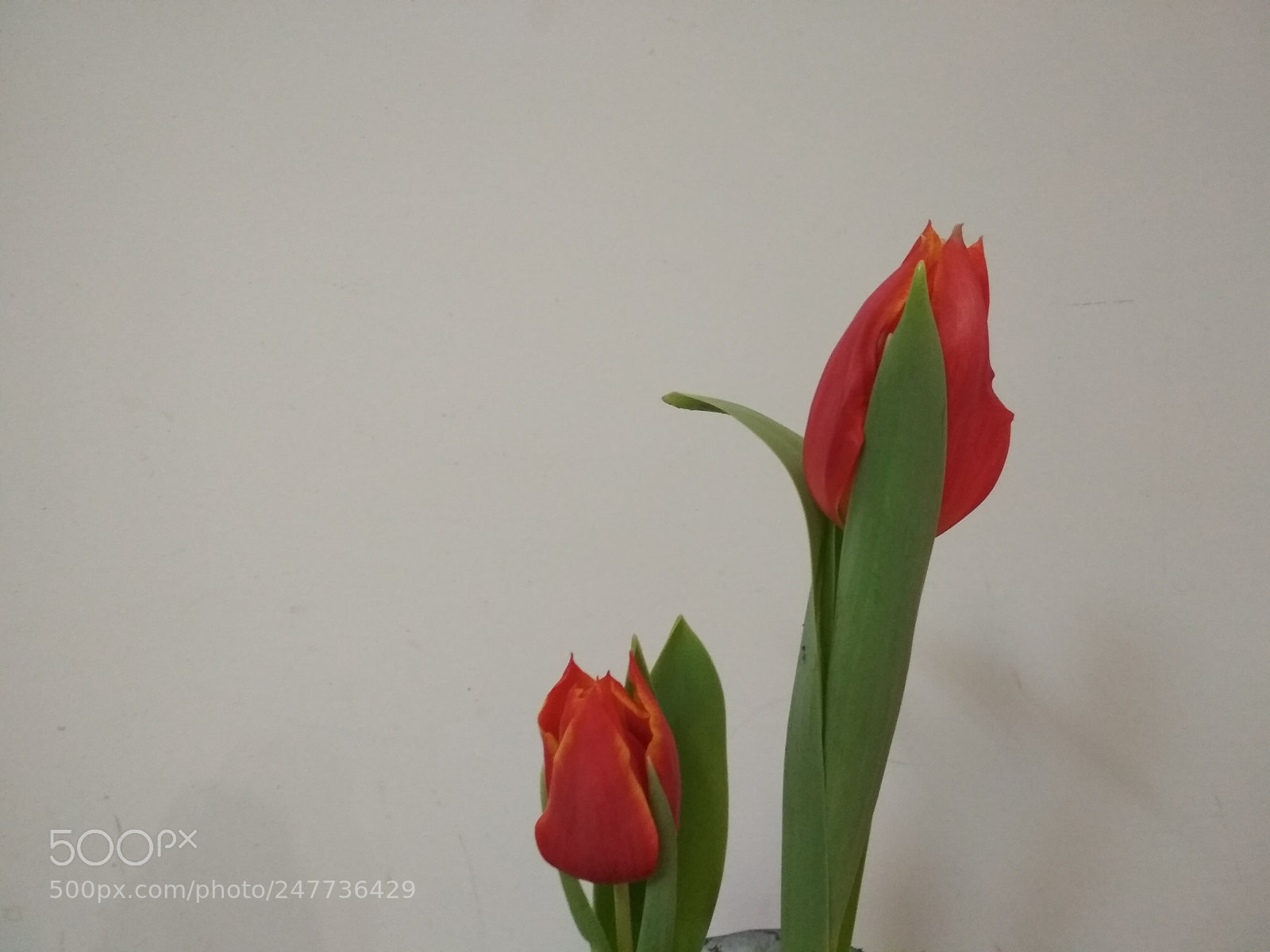 Xiaomi Redmi 4X sample photo. Untitled photography