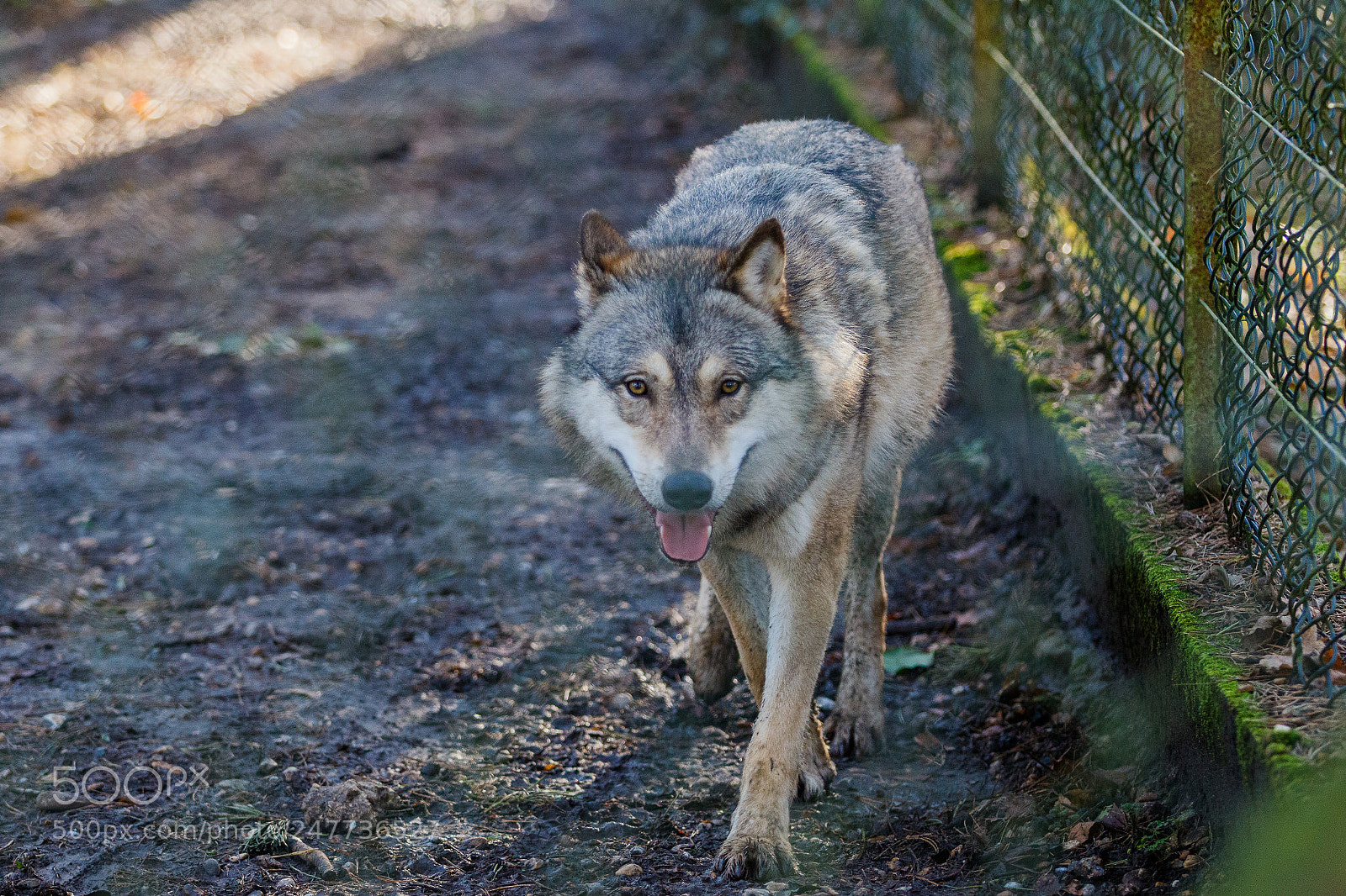 Canon EOS 7D Mark II sample photo. Wolf! photography