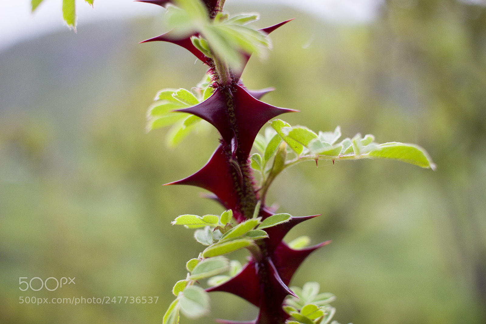 Canon EOS 600D (Rebel EOS T3i / EOS Kiss X5) sample photo. Red thorns photography