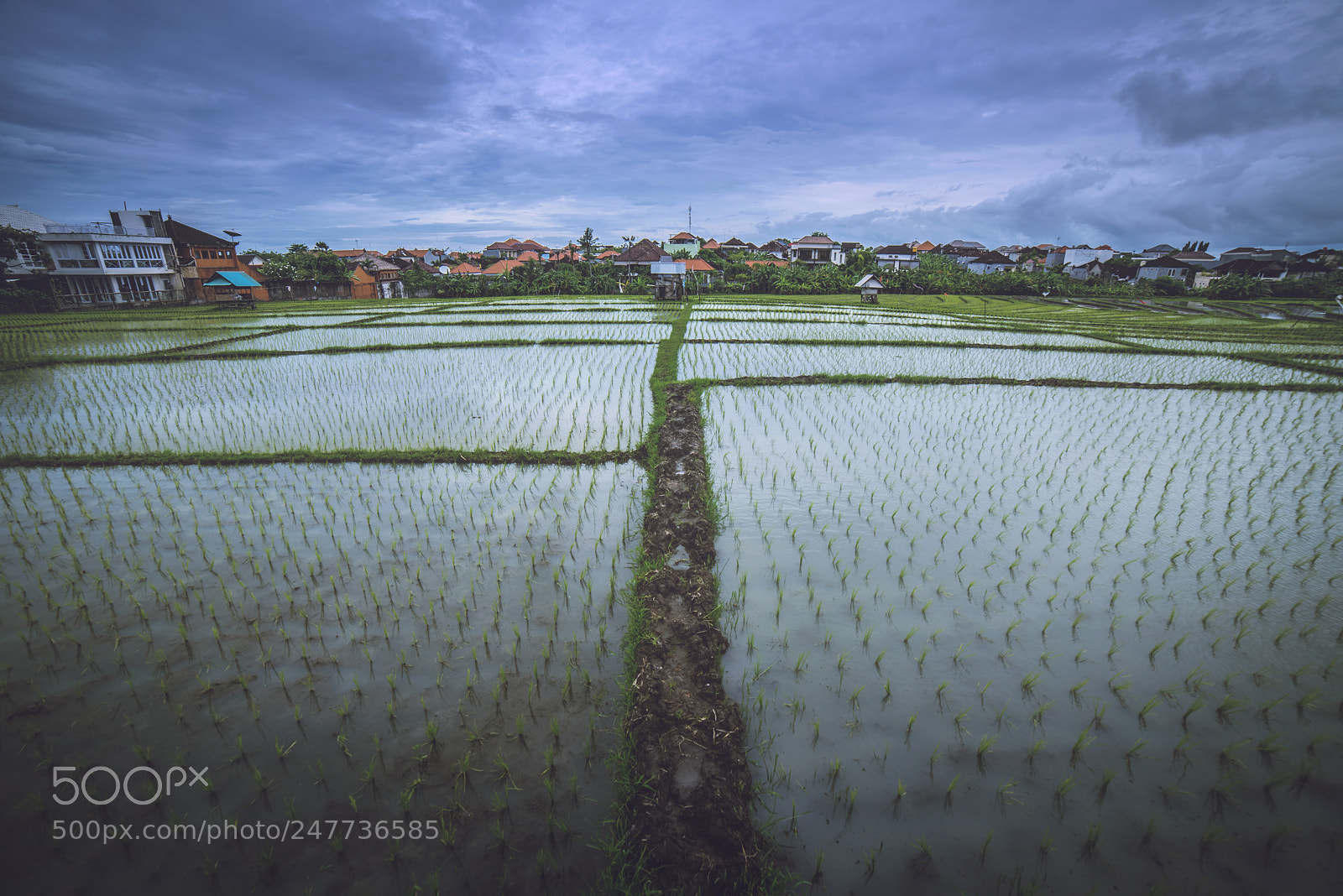 Nikon D810 sample photo. Rice fields - bali photography