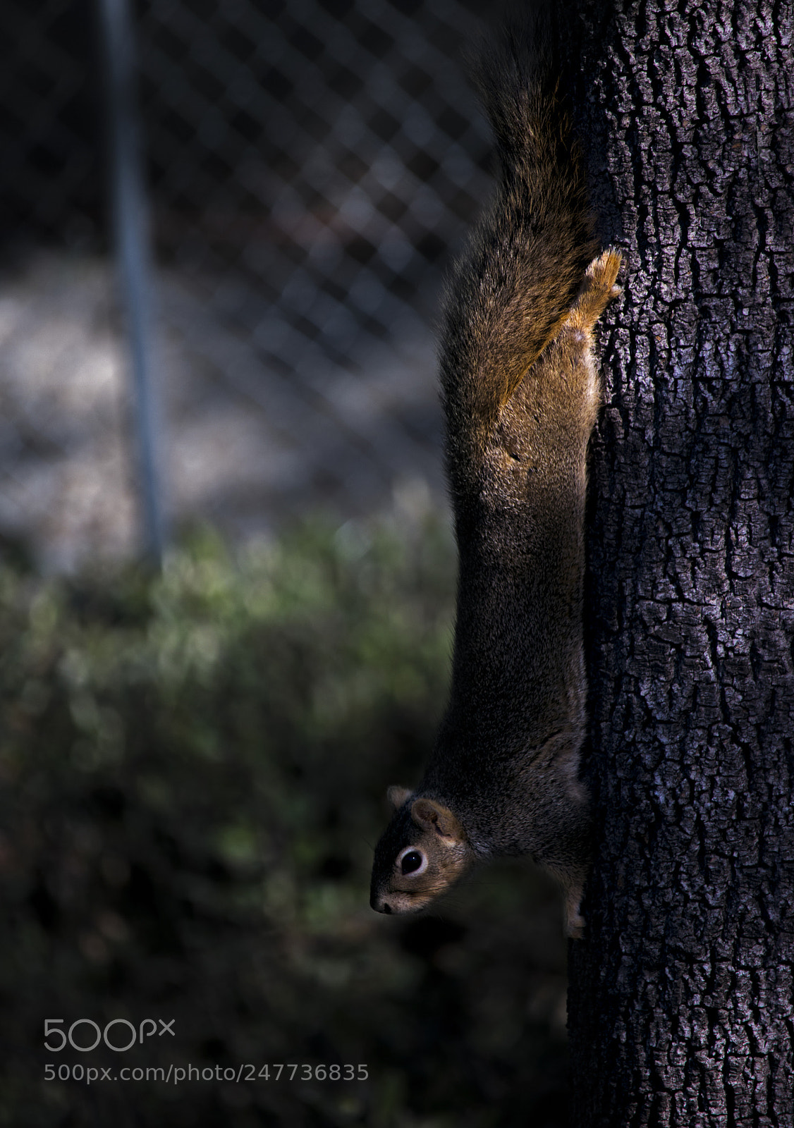 Canon EOS 750D (EOS Rebel T6i / EOS Kiss X8i) sample photo. Squirrel upsidedown photography