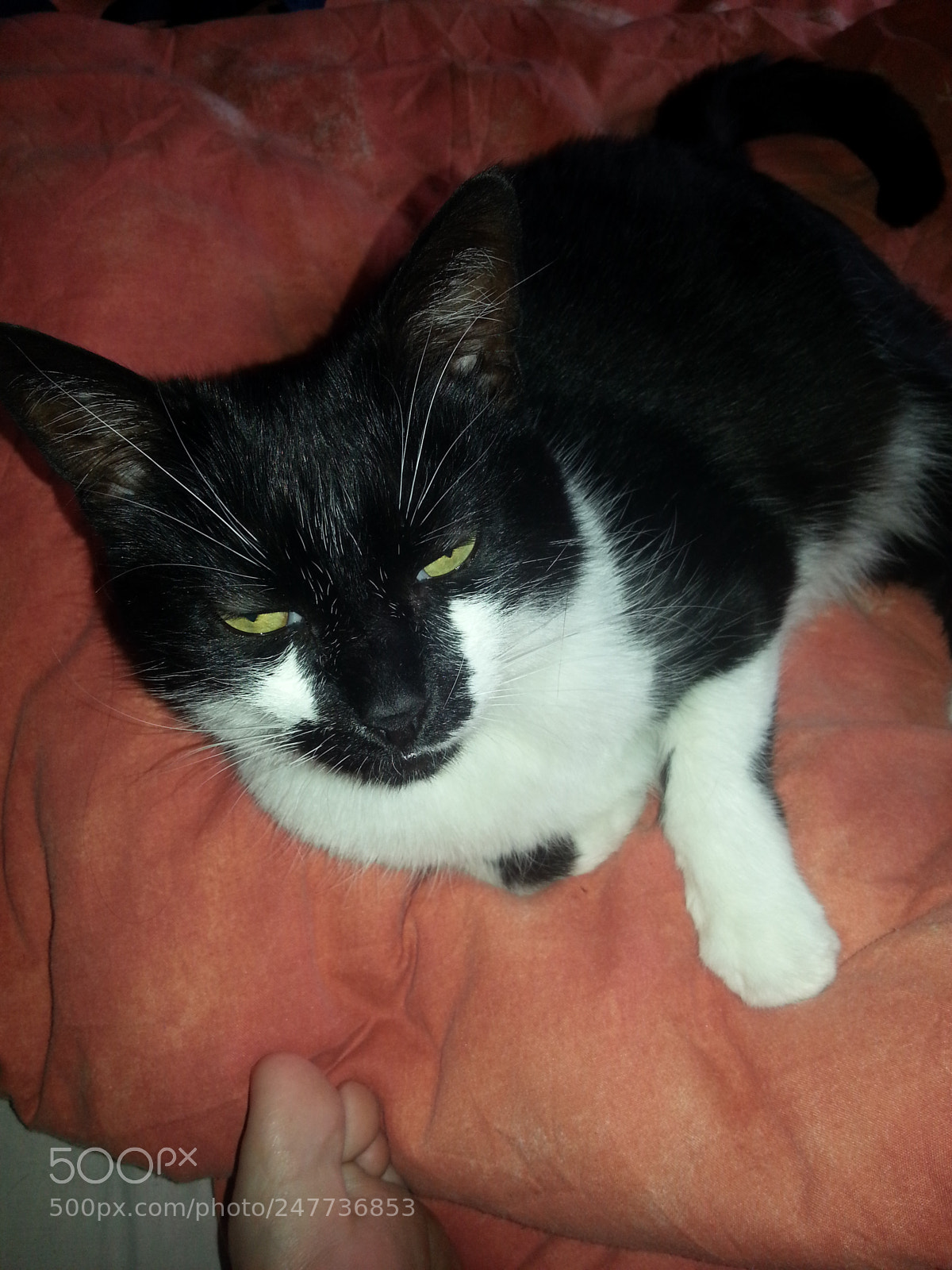 Samsung Galaxy S3 sample photo. Sox photography