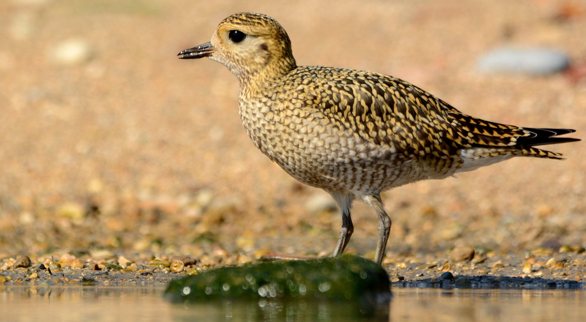 Sigma 150-500mm F5-6.3 DG OS HSM sample photo. European golden plover photography