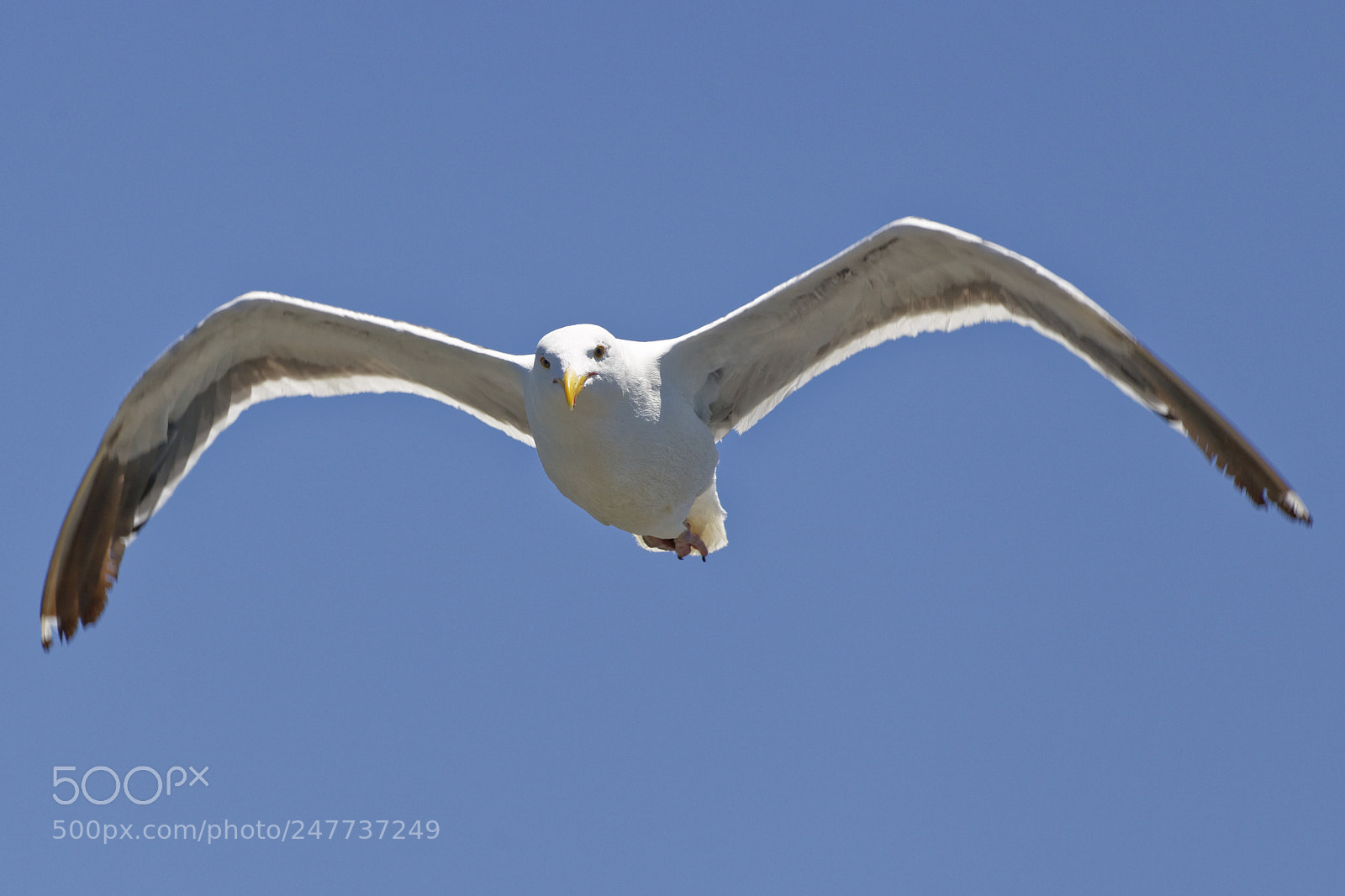 Canon EF 70-300 F4-5.6 IS II USM sample photo. Swooping seagull photography