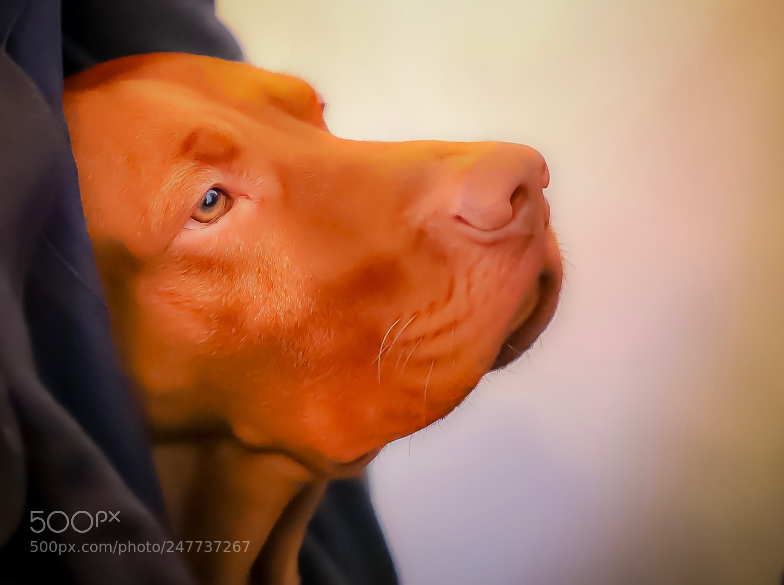 Canon EOS 6D Mark II sample photo. Untitled photography