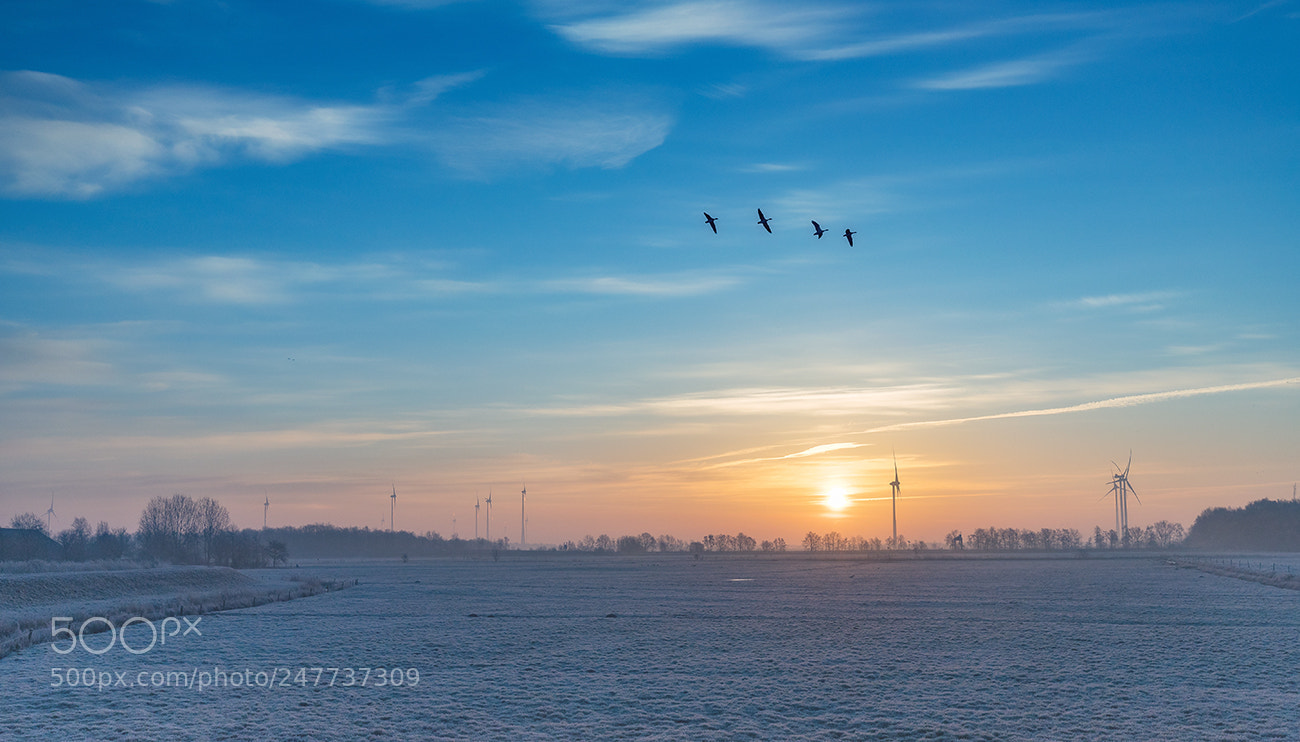 Canon EOS 6D Mark II sample photo. Frozen photography