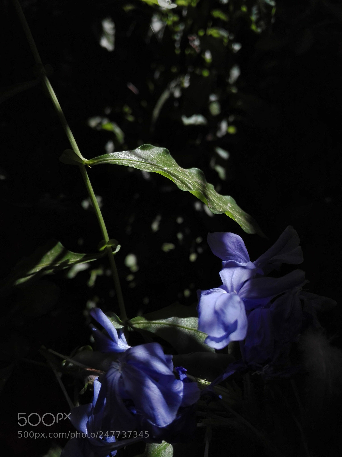 HUAWEI P8 Lite sample photo. Untitled photography