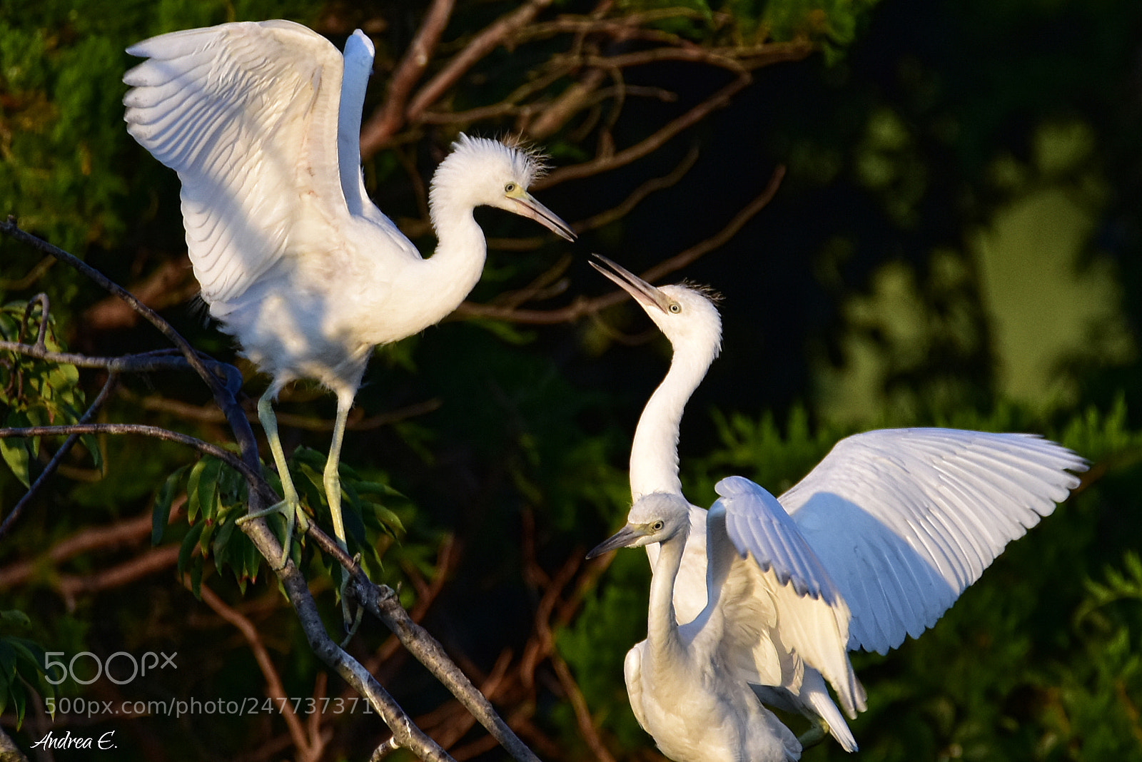 Nikon D7200 sample photo. Little blue herons photography