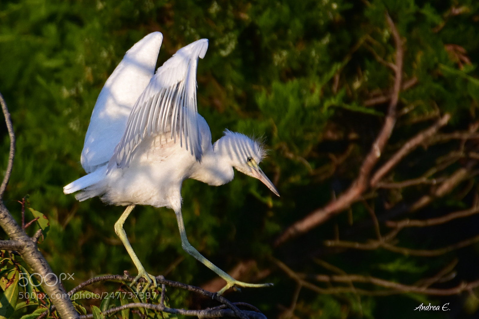 Nikon D7200 sample photo. Little blue heron photography