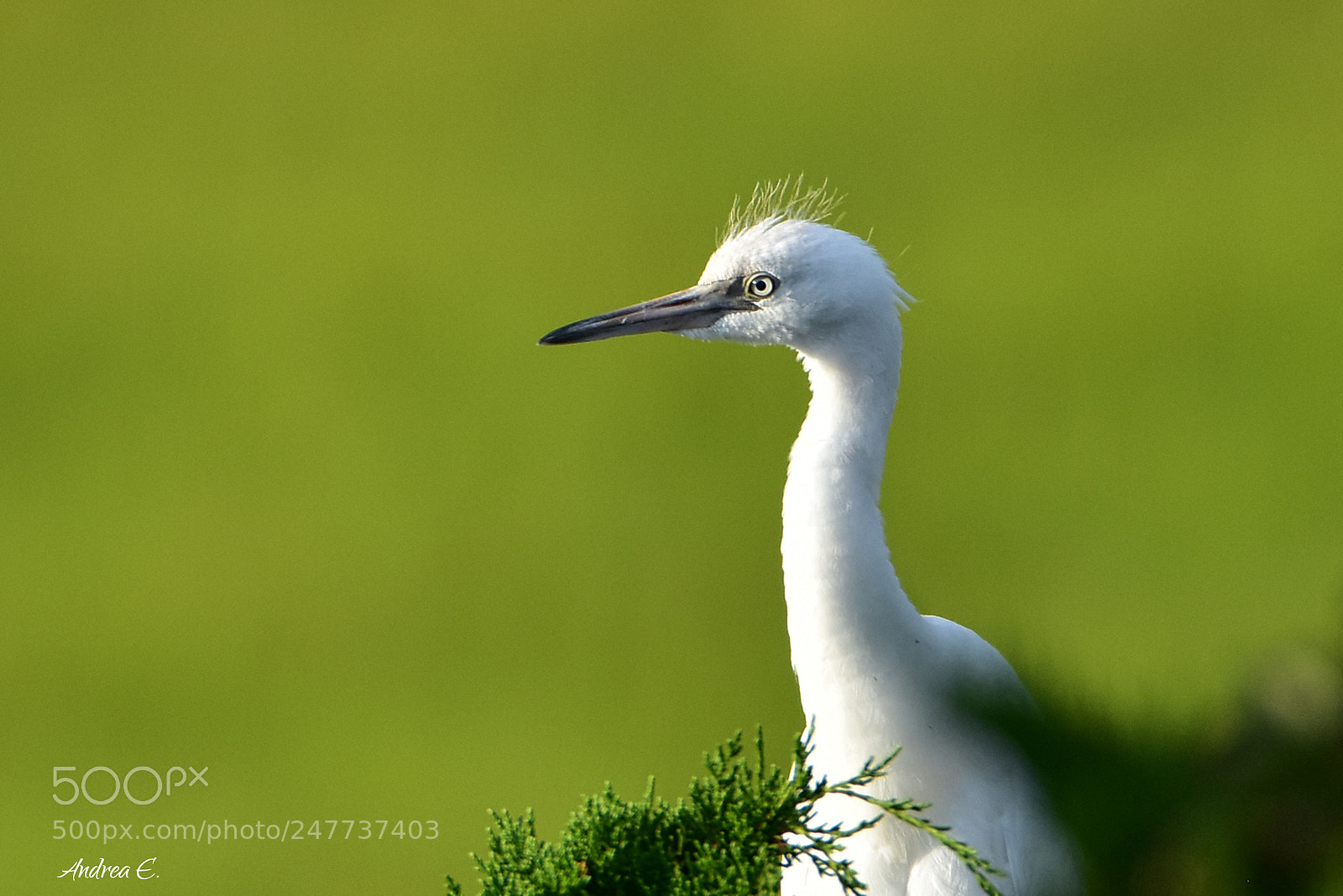 Nikon D7200 sample photo. Little blue heron photography