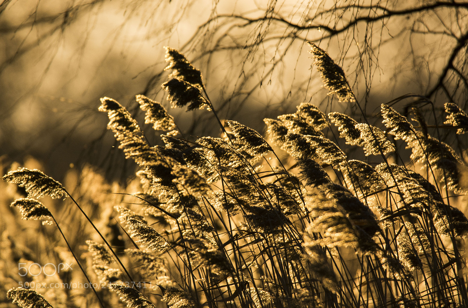 Nikon D7100 sample photo. Untitled photography